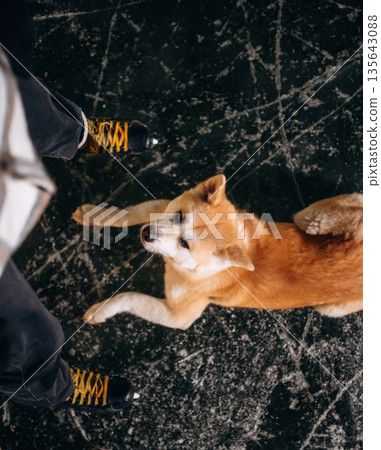 Looks up, pet is lying down. Man with Akita Inu dog is on the ice with skates in winter Looks up, pet is lying down. Man with Akita Inu dog is on the ice with skates in winter 135643088