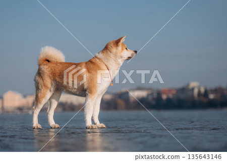 Standing, side view. Akita Inu dog is on the frozen lake at winter season 135643146