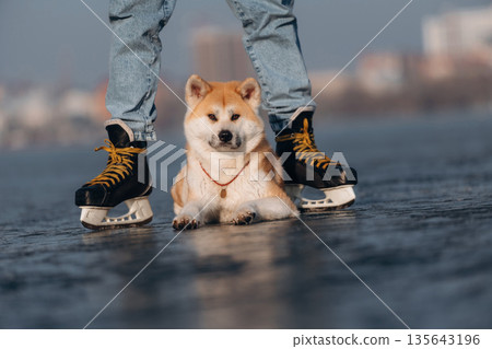 Front view, under legs. Man with Akita Inu dog is on the ice with skates in winter Front view, under legs. Man with Akita Inu dog is on the ice with skates in winter 135643196