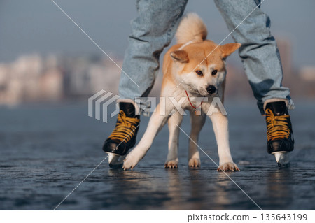 Front view, under legs. Man with Akita Inu dog is on the ice with skates in winter 135643199