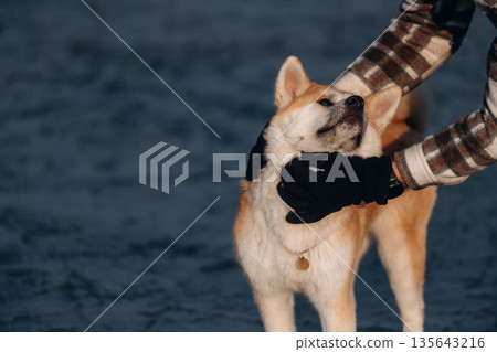 Hugs, touching cheeks. Man with Akita Inu dog is on the ice with skates in winter 135643216