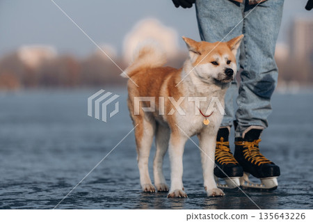 Pet is just having a walk. Man with Akita Inu dog is on the ice with skates in winter Pet is just having a walk. Man with Akita Inu dog is on the ice with skates in winter 135643226