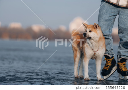 Pet is just having a walk. Man with Akita Inu dog is on the ice with skates in winter Pet is just having a walk. Man with Akita Inu dog is on the ice with skates in winter 135643228