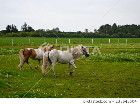 Two horses walking on green meadow behind fence in rural countryside summer landscape Two horses walking on green meadow behind fence in rural countryside summer landscape 135643504