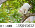 May: A white kitten grows up quickly 135643632