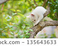 May: A white kitten grows up quickly 135643633
