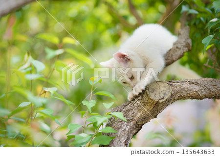 May: A white kitten grows up quickly 135643633
