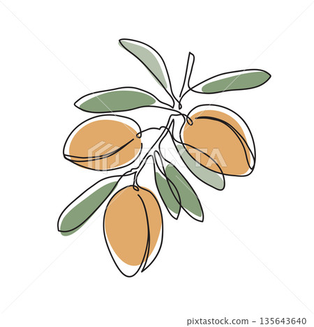 Argan tree branch. Modern single line art drawing. Continuous line drawing. Outline draw design color vector illustration. Argan tree branch. Modern single line art drawing. Continuous line drawing. Outline draw design color vector illustration. 135643640