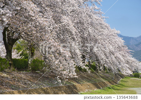【神奈川縣】水無川沿岸的櫻花樹 135643688