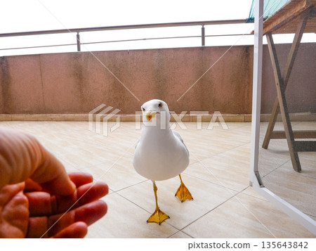 Bold fearless seagull feeding from human hand on urban terrace 135643842