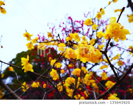 Yellow plum 135643920