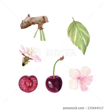 Cherry branch elements with ripe fruit, sliced berry, blossoms, leaf, hand-painted watercolor. Botanical clip art set for food packaging, labels, menus, branding, seasonal design and editorial layouts 135644517