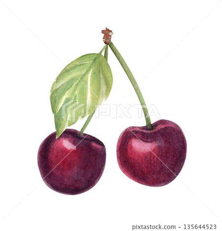 Twin Cherries with stems isolated on white background, hand-painted watercolor illustration realistic texture, fresh fruit great for food packaging, labels, branding, patterns, summer design projects Twin Cherries with stems isolated on white background, hand-painted watercolor illustration realistic texture, fresh fruit great for food packaging, labels, branding, patterns, summer design projects 135644523