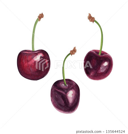 Single cherry with stem set isolated on white background hand-painted watercolor illustration, natural texture, fresh fruit for food packaging, labels, branding, patterns, healthy eating summer design 135644524