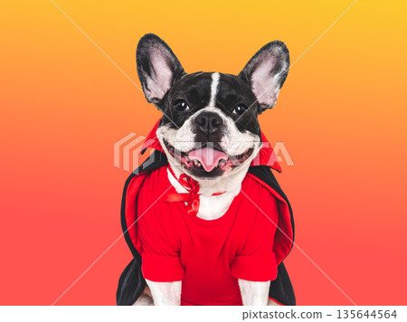 Happy Halloween. Charming puppy and Halloween costume 135644564