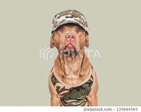 Cute dog, cap and military shirt. Studio shot 135644565