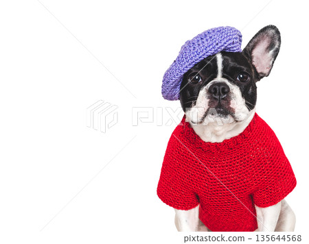 Cute puppy and knitted red sweater. Studio shot 135644568