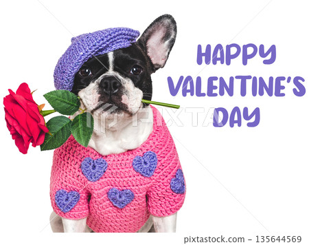Happy Valentine's Day. Cute puppy and congratulatory inscription Happy Valentine's Day. Cute puppy and congratulatory inscription 135644569