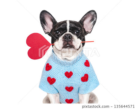 Cute puppy and embroidered red heart. Studio shot 135644571