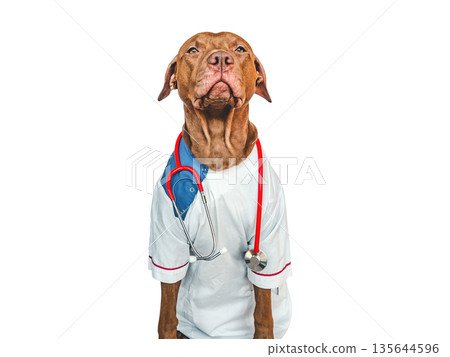 Lovable puppy, dressed in a doctor's coat Lovable puppy, dressed in a doctor's coat 135644596