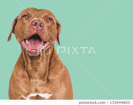 Cute, smiling brown dog. Isolated background. Close up 135644603