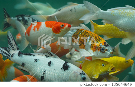 front view colorful Koi fish swimming in turquoise-green water. The composition is dense, with fish overlapping at various depths background 135644649