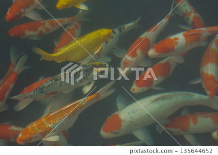 top view colorful Koi fish swimming in black and green water. The composition is dense, with fish overlapping at various depths background 135644652