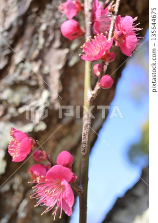 Red plum blossoms shining against the blue sky Red plum blossoms shining against the blue sky 135644675