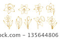 Hand drawn daffodil flower set in elegant line art style, spring botanical floral collection with narcissus blooms, buds and leaves illustration 135644806