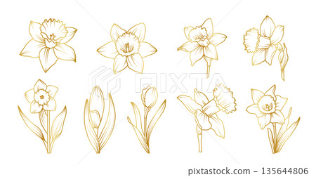 Hand drawn daffodil flower set in elegant line art style, spring botanical floral collection with narcissus blooms, buds and leaves illustration Hand drawn daffodil flower set in elegant line art style, spring botanical floral collection with narcissus blooms, buds and leaves illustration 135644806