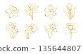 Hand drawn daffodil flower set in elegant line art style, spring botanical floral collection with narcissus blooms, buds and leaves illustration 135644807