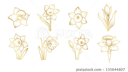 Hand drawn daffodil flower set in elegant line art style, spring botanical floral collection with narcissus blooms, buds and leaves illustration 135644807