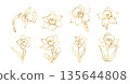 Hand drawn daffodil flower set in elegant line art style, spring botanical floral collection with narcissus blooms, buds and leaves illustration 135644808