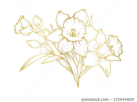 Narcissus lily flowers line art isolated on white background. Luxury daffodil floral golden design elements for invitation, wedding, wallpaper, print template, vector illustration 135644809