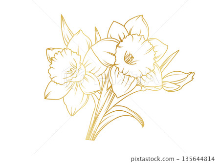 Narcissus lily flowers line art isolated on white background. Luxury daffodil floral golden design elements for invitation, wedding, wallpaper, print template, vector illustration Narcissus lily flowers line art isolated on white background. Luxury daffodil floral golden design elements for invitation, wedding, wallpaper, print template, vector illustration 135644814