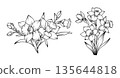 Hand drawn daffodil flower bouquets in detailed line art style, spring botanical floral arrangements with silhouette narcissus blossoms buds and leaves illustration 135644818