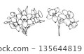 Hand drawn daffodil flower bouquets in detailed line art style, spring botanical floral arrangements with silhouette narcissus blossoms buds and leaves illustration 135644819