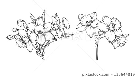 Hand drawn daffodil flower bouquets in detailed line art style, spring botanical floral arrangements with silhouette narcissus blossoms buds and leaves illustration Hand drawn daffodil flower bouquets in detailed line art style, spring botanical floral arrangements with silhouette narcissus blossoms buds and leaves illustration 135644819