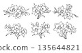 Hand drawn daffodil flower bouquets in detailed line art style, spring botanical floral arrangements with silhouette narcissus blossoms buds and leaves illustration 135644821