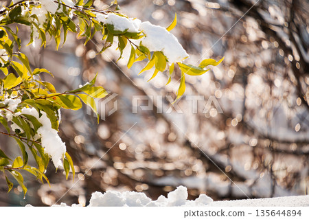融化的雪滴和常綠樹木在逆光中閃閃發光 135644894