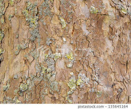 Platan, Platane, Platanus sycamore, plane tree trunk symbol. Texture made of Platan, Platane, sycamore, plane tree bark. Beautiful Platan tree trunk background. Conceptual image. Peaceful nature. Platan, Platane, Platanus sycamore, plane tree trunk symbol. Texture made of Platan, Platane, sycamore, plane tree bark. Beautiful Platan tree trunk background. Conceptual image. Peaceful nature. 135645164