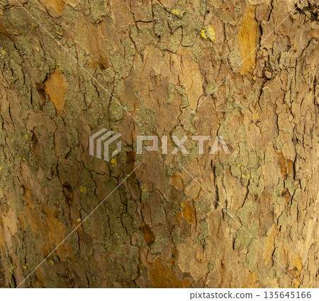 Platan, Platane, Platanus sycamore, plane tree trunk symbol. Texture made of Platan, Platane, sycamore, plane tree bark. Beautiful Platan tree trunk background. Conceptual image. Peaceful nature. 135645166