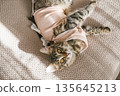 Fluffy tabby kitten wearing a pink post-surgery recovery suit lies on beige knitted blanket. Perfect for veterinary care, pet health, domestic animal recovery concepts 135645213