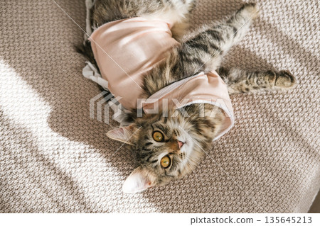 Fluffy tabby kitten wearing a pink post-surgery recovery suit lies on beige knitted blanket. Perfect for veterinary care, pet health, domestic animal recovery concepts Fluffy tabby kitten wearing a pink post-surgery recovery suit lies on beige knitted blanket. Perfect for veterinary care, pet health, domestic animal recovery concepts 135645213