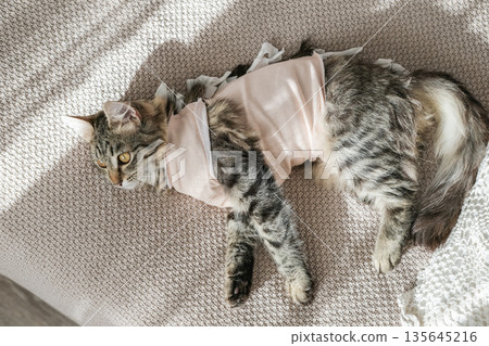Top view of tabby kitten in pink medical jumpsuit after her spay surgery, lying on a beige knitted blanket. Veterinary medicine, post-surgical recovery, pet health Top view of tabby kitten in pink medical jumpsuit after her spay surgery, lying on a beige knitted blanket. Veterinary medicine, post-surgical recovery, pet health 135645216