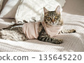 Tabby kitten in pink recovery suit looks at the camera while lying on cozy bed. Concept: successful pet surgery recovery and animal healthcare awareness 135645220
