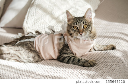 Tabby kitten in pink recovery suit looks at the camera while lying on cozy bed. Concept: successful pet surgery recovery and animal healthcare awareness Tabby kitten in pink recovery suit looks at the camera while lying on cozy bed. Concept: successful pet surgery recovery and animal healthcare awareness 135645220