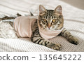 Close-up of tabby kitten wearing a pink medical suit during rehabilitation. Concept: attentive pet owner care and veterinary medicine for domestic cats 135645222