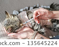 Person feeds a recovering tabby kitten liquid medicine or vitamins using a syringe. Concept: pet healthcare, home treatment, bond between owner and sick animal 135645224
