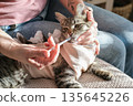 Person carefully administers liquid medicine via syringe to tabby cat in recovery suit after her spay surgery. Concept: nursing a sick pet at home, veterinary medication, responsible animal ownership 135645226